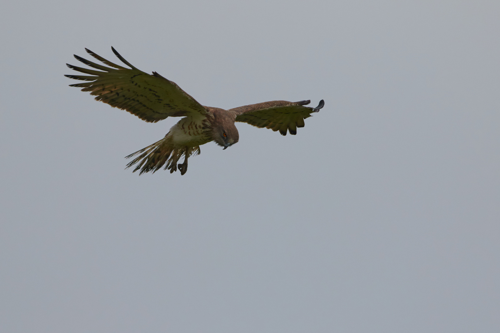 Schlangenadler 