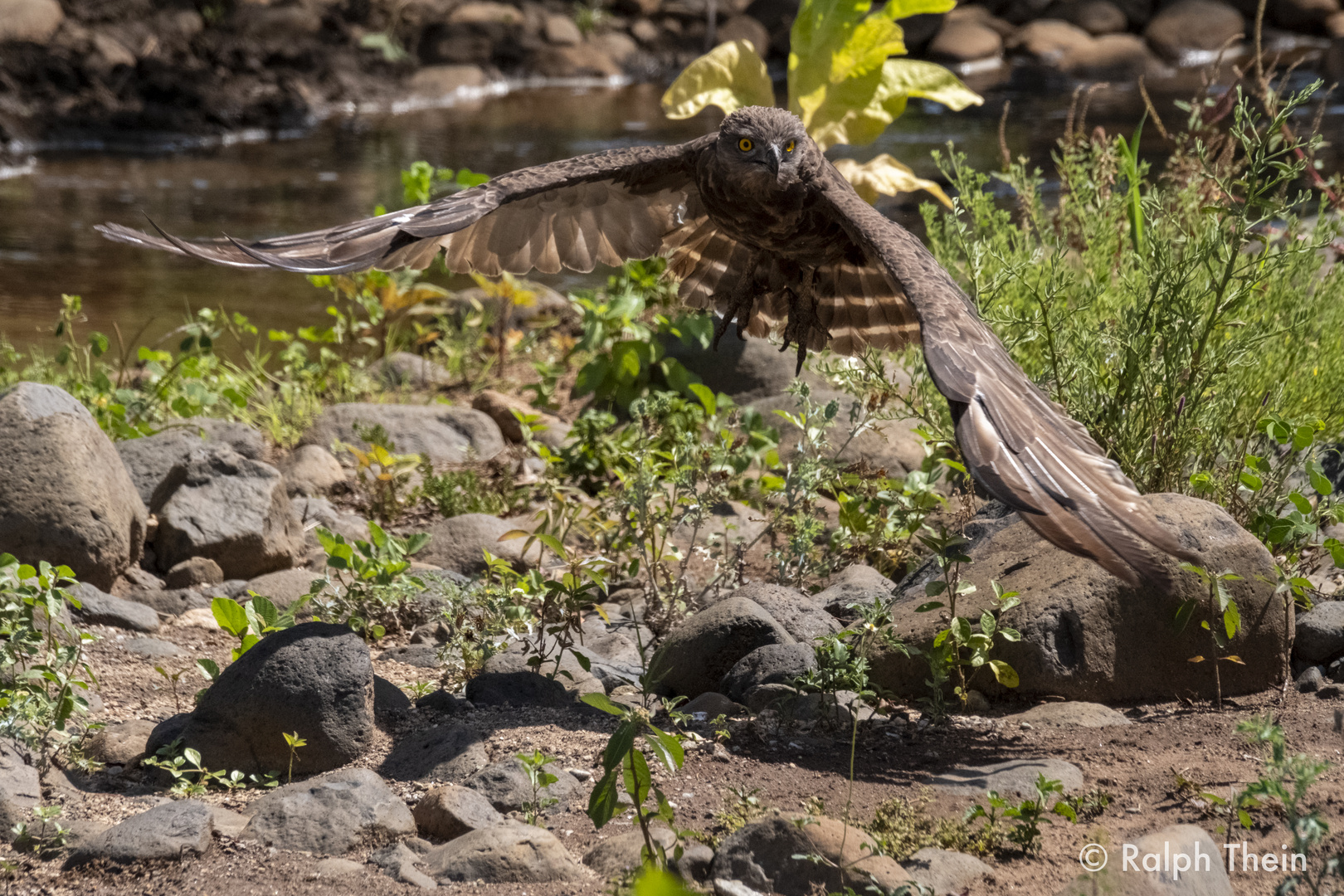 Schlangenadler Abflug