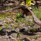 Schlangenadler Abflug