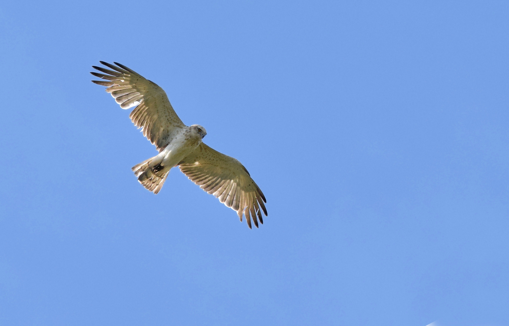 Schlangenadler