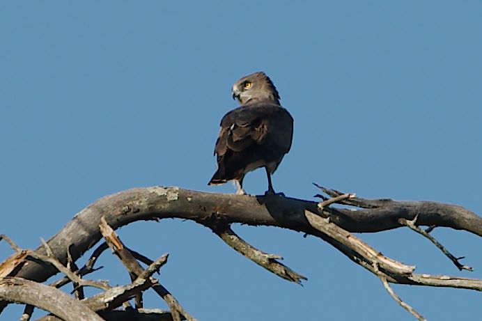 Schlangenadler ansitzend