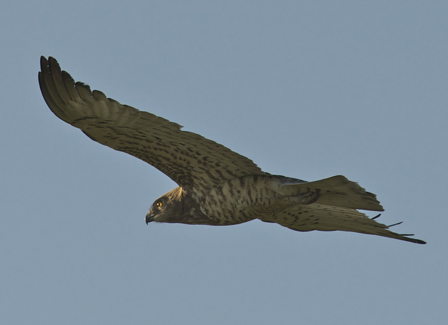 Schlangenadler