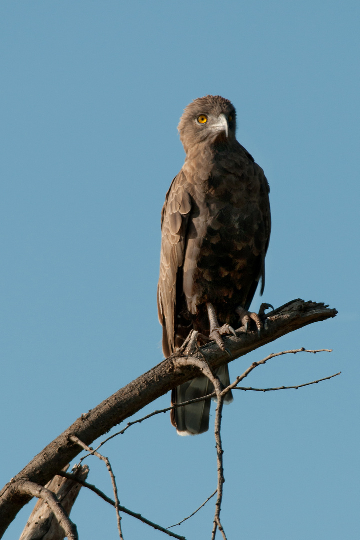 Schlangenadler