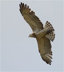 Schlangenadler