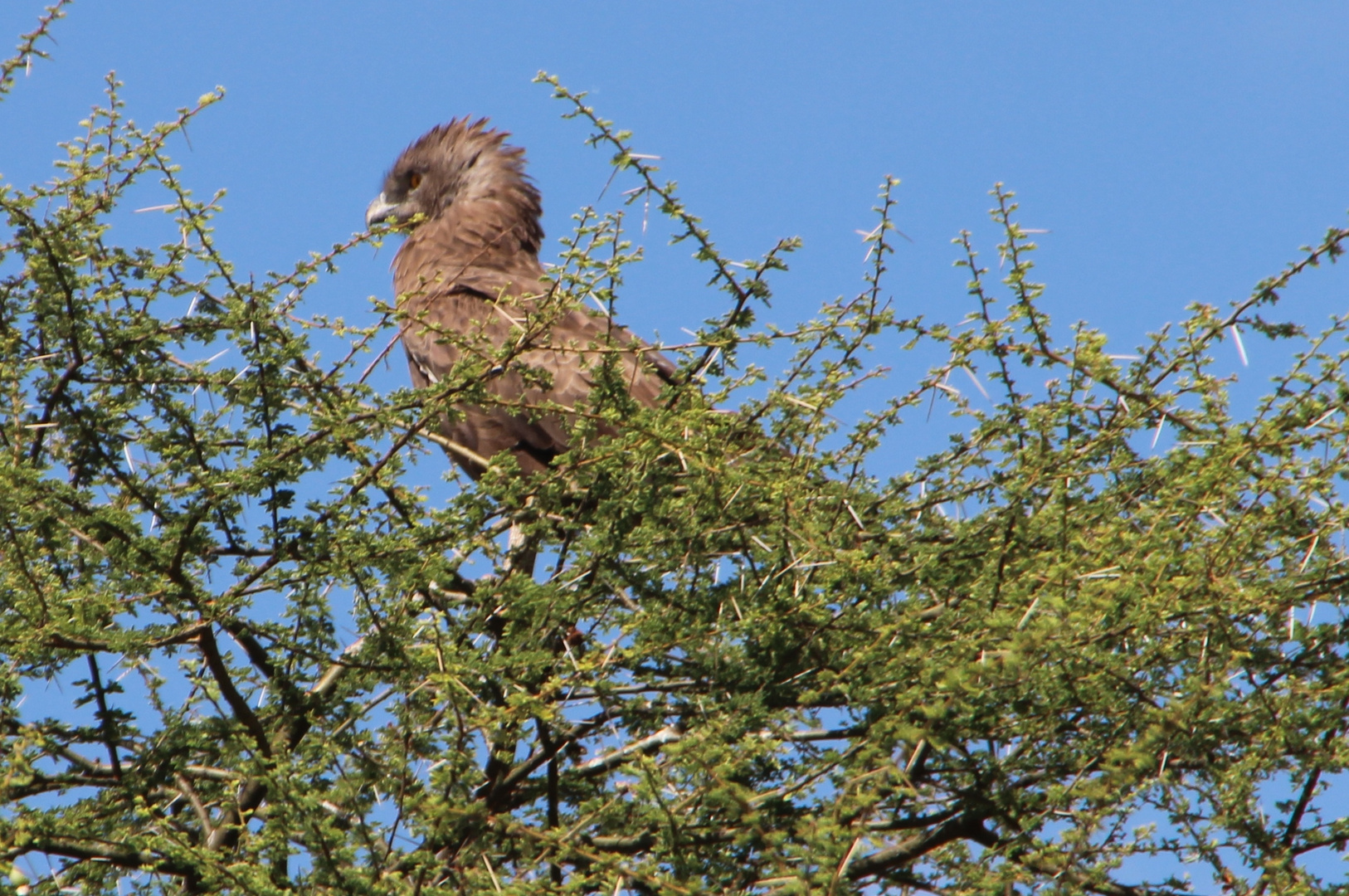 Schlangenadler  -  Brown Snake Eagle  