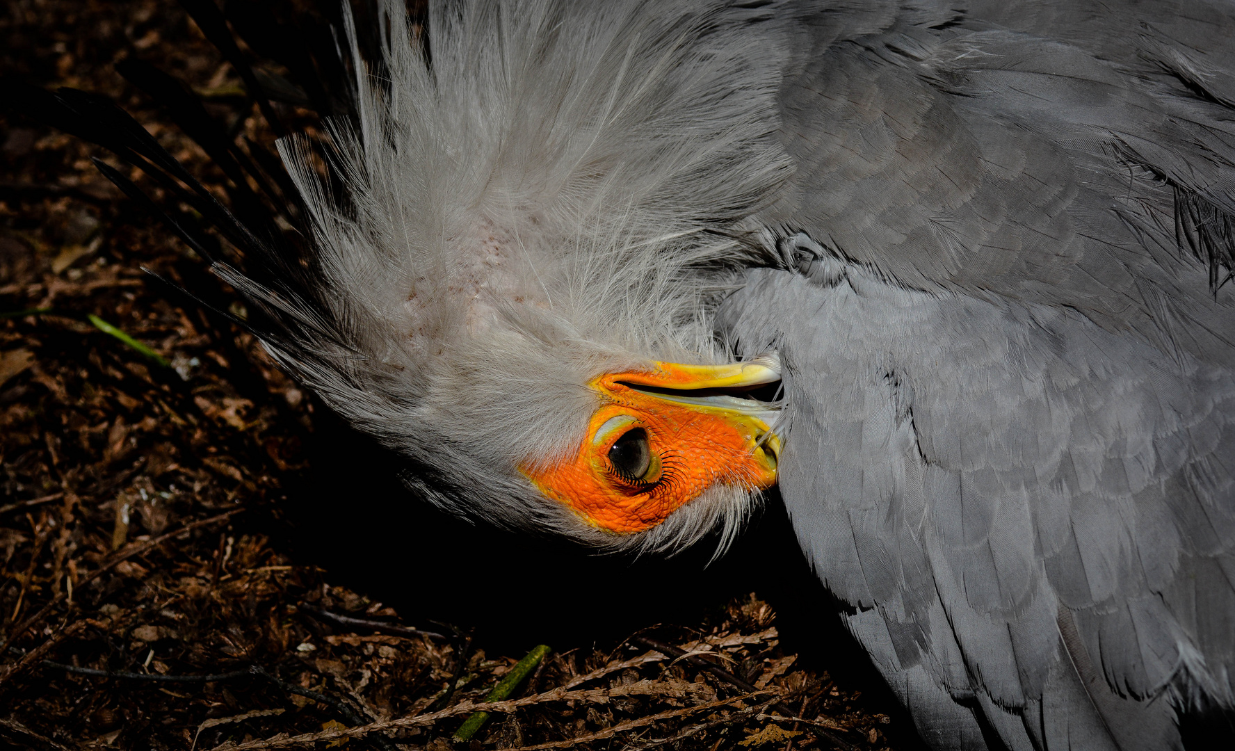 Schlangenadler