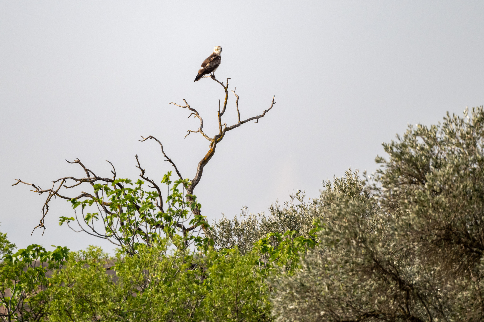 Schlangenadler