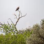 Schlangenadler