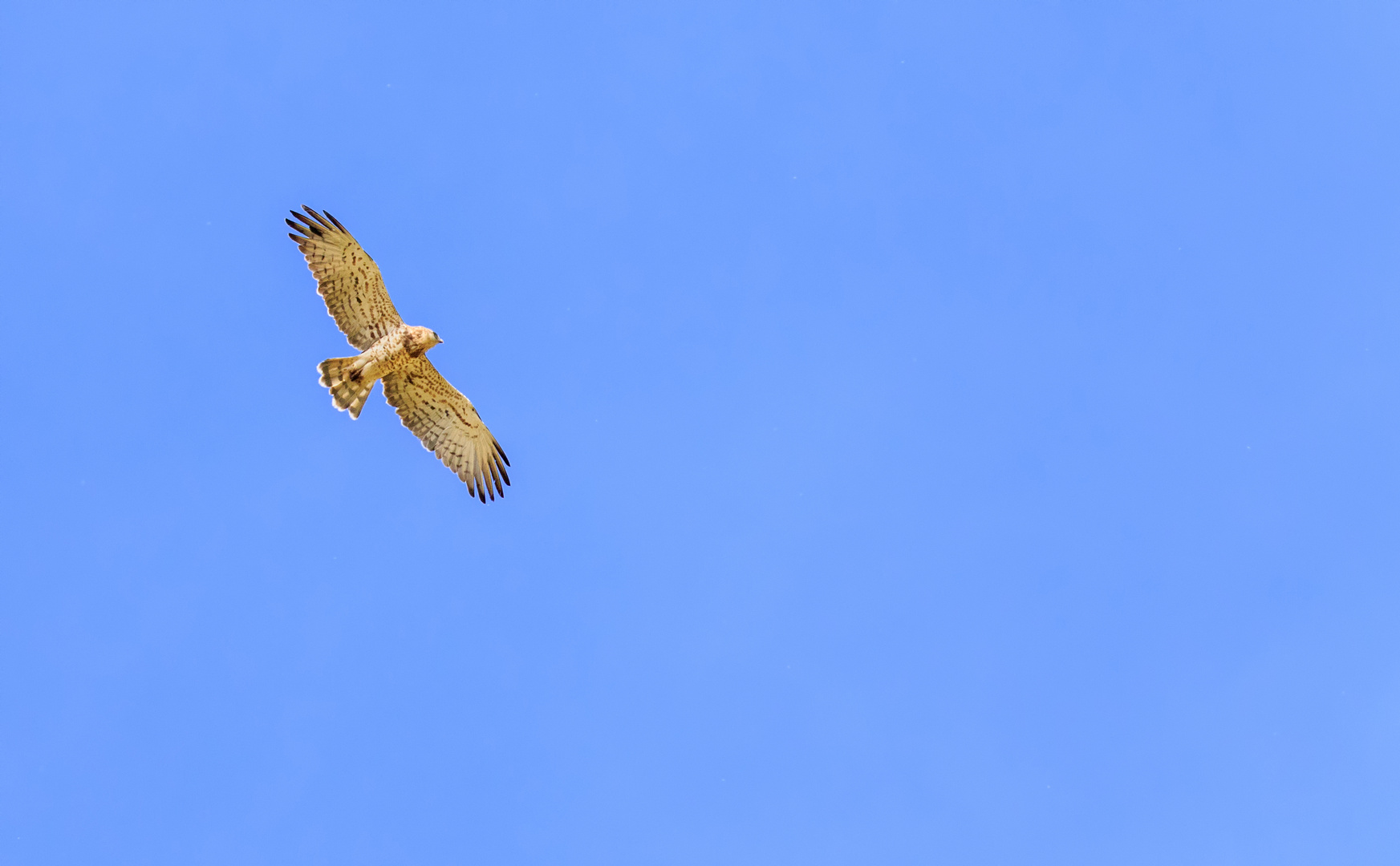 Schlangenadler (Circaetus gallicus)