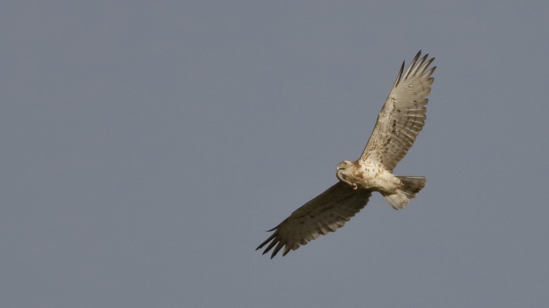 Schlangenadler (Circaetus gallicus)