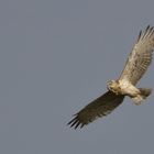 Schlangenadler (Circaetus gallicus)