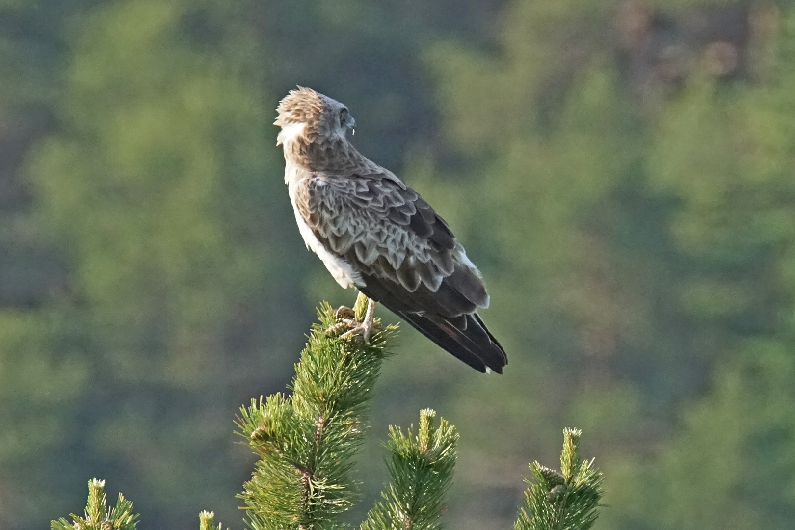 Schlangenadler (Circaetus gallicus)