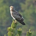 Schlangenadler (Circaetus gallicus)