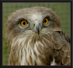 Schlangenadler, danke Karoline Gasteiger für die Richtigstellung.