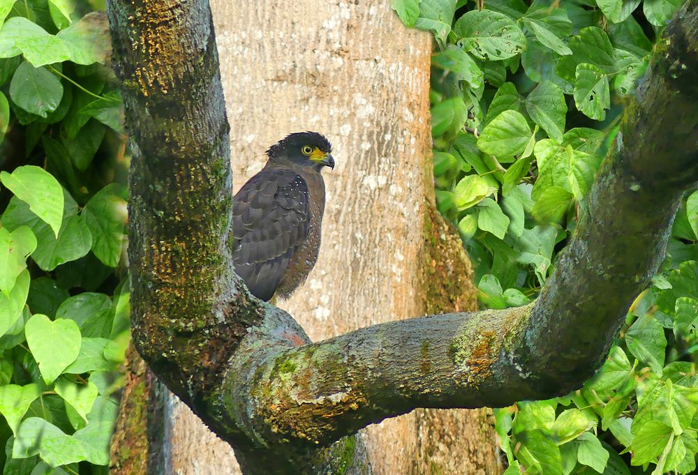 Schlangenadler