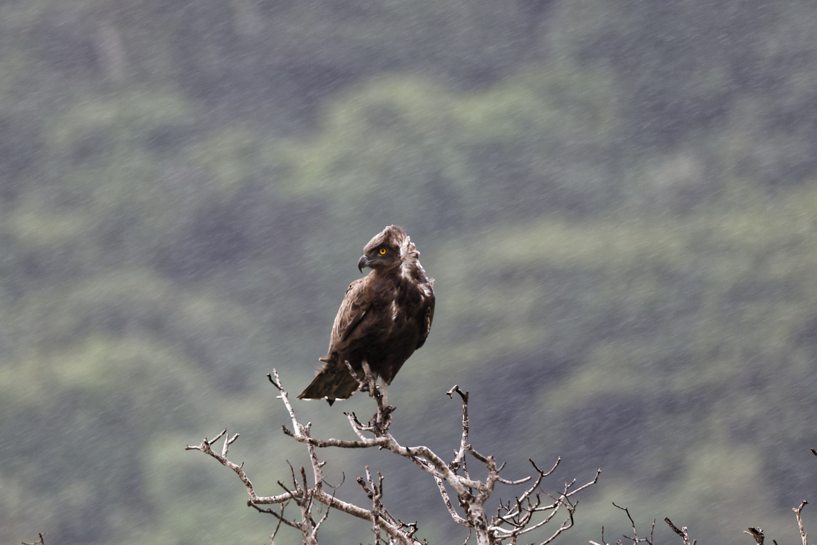 Schlangenadler