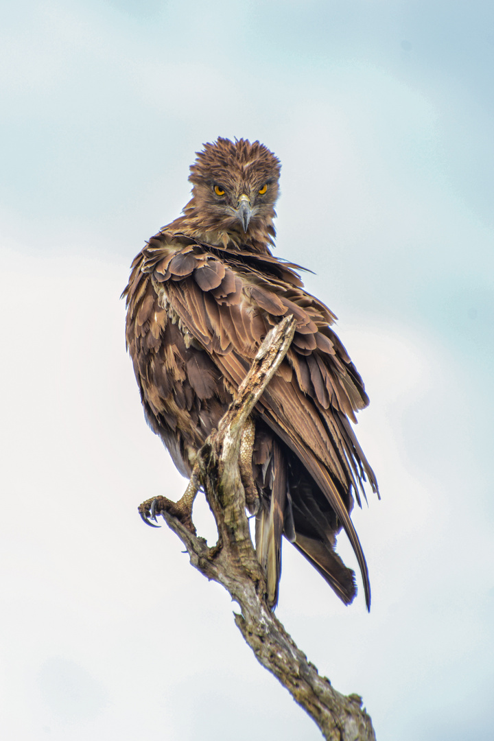 Schlangenadler