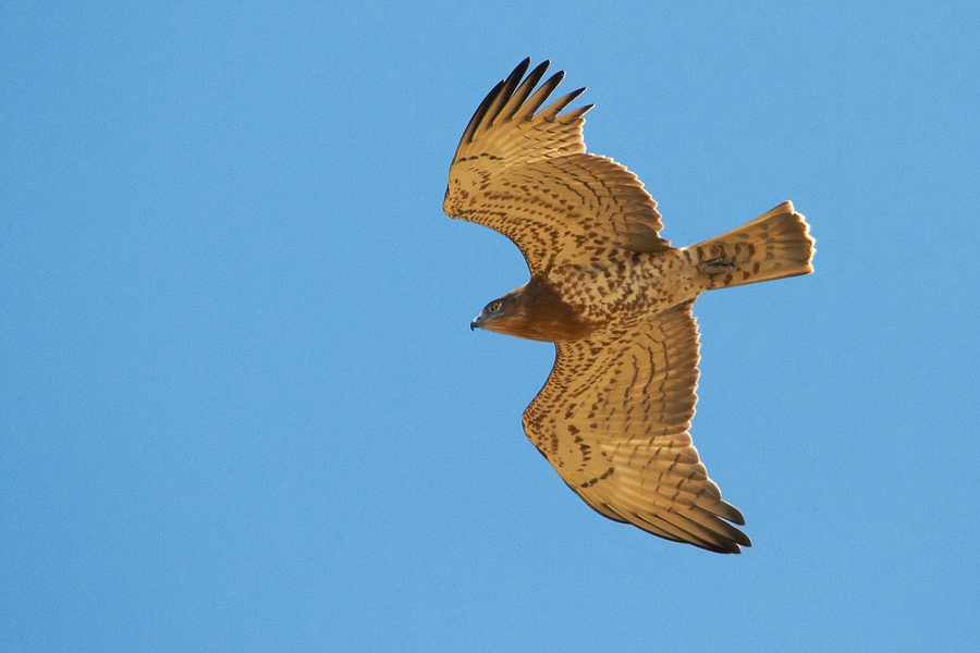 Schlangenadler