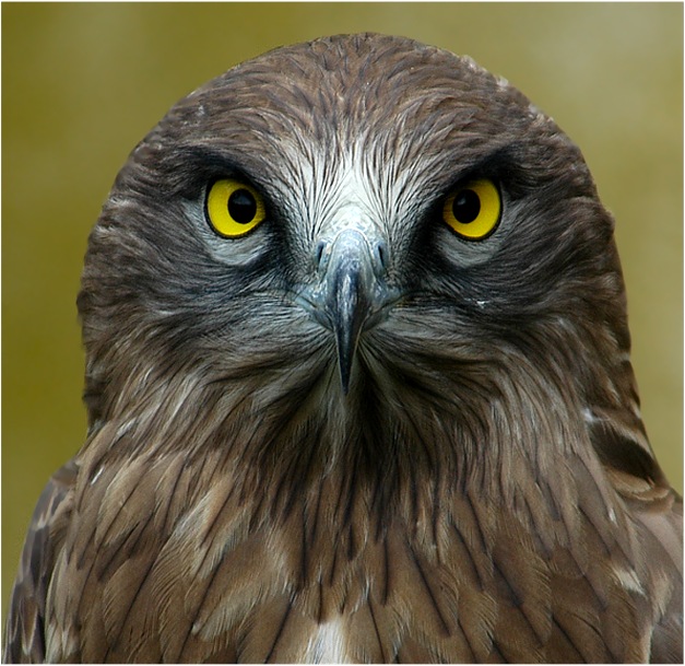 Schlangenadler ernähren sich ausschließlich von Schlangen...