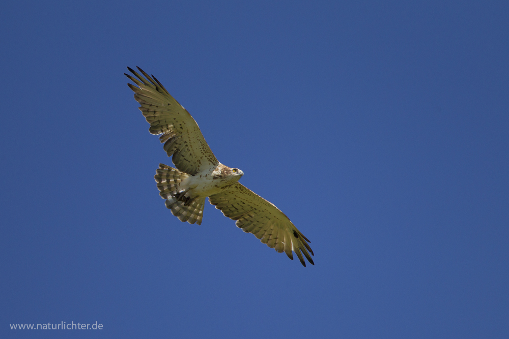 Schlangenadler im Flug