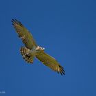 Schlangenadler im Flug