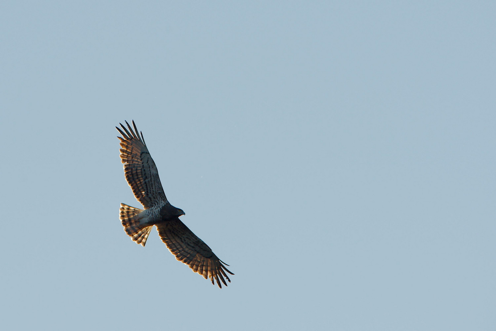 Schlangenadler im Flug