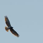 Schlangenadler im Flug