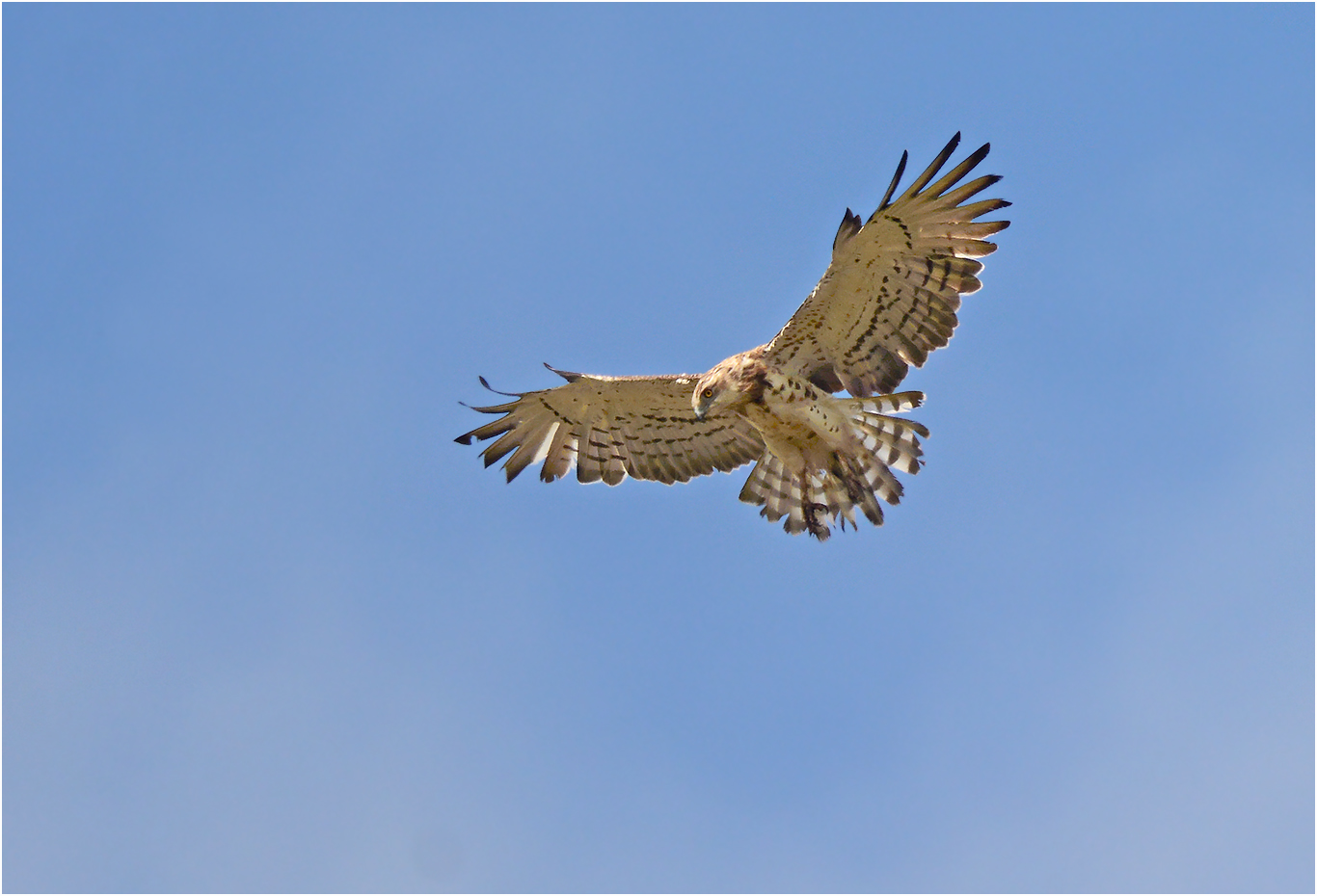 Schlangenadler im Rüttelflug