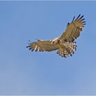 Schlangenadler im Rüttelflug