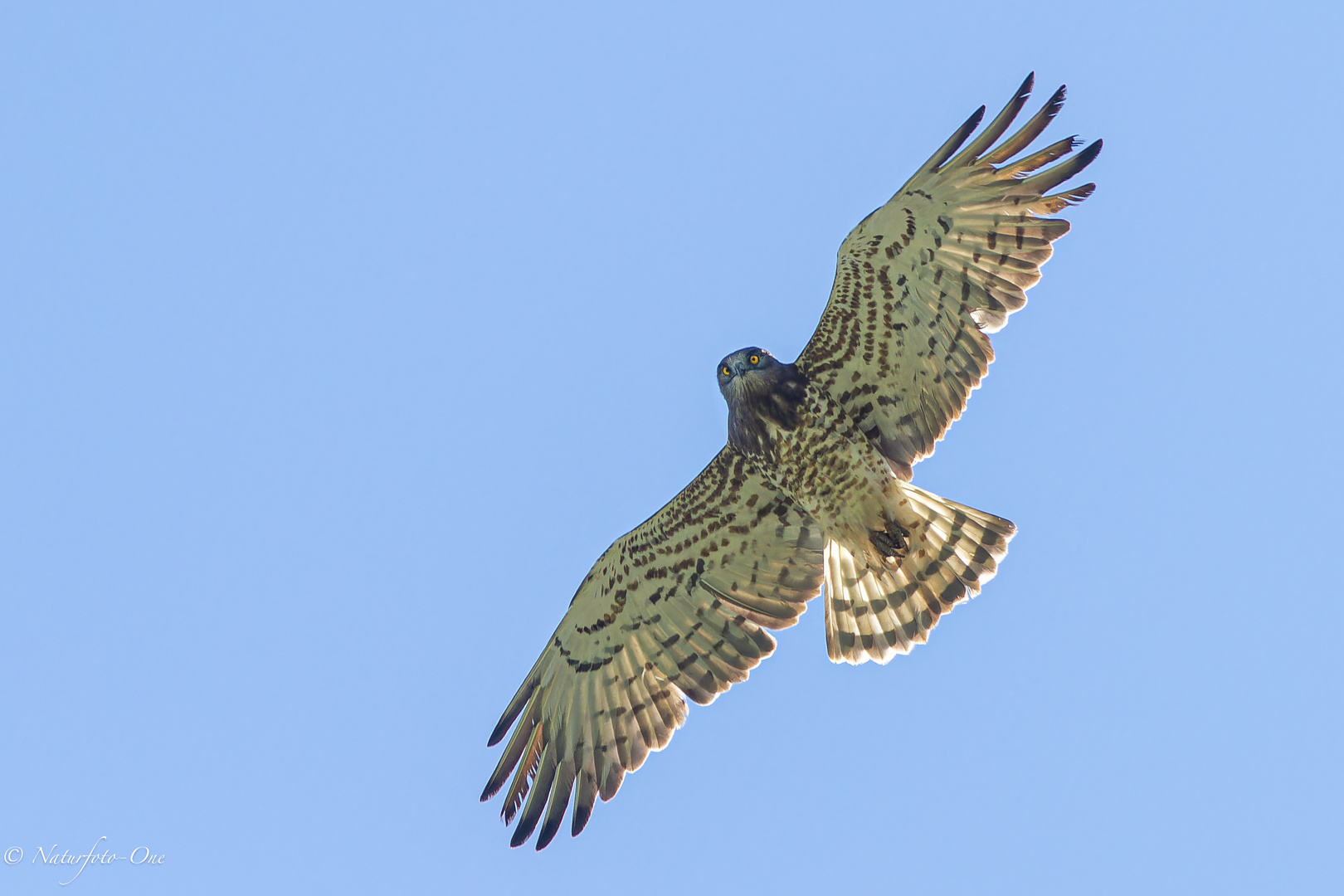 Schlangenadler im Suchflug