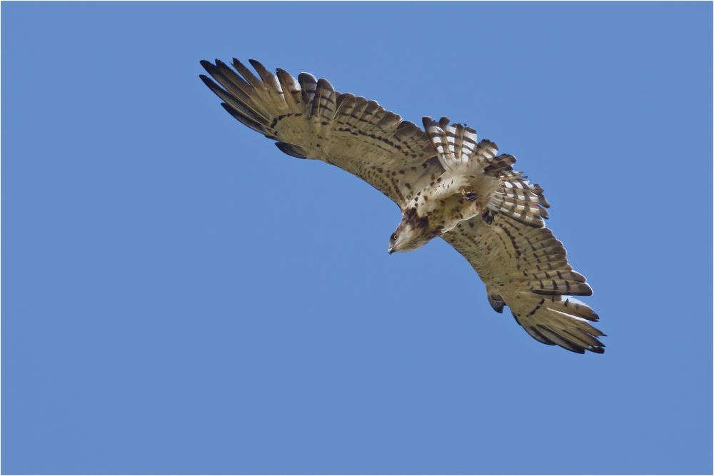 Schlangenadler in Brandenburg