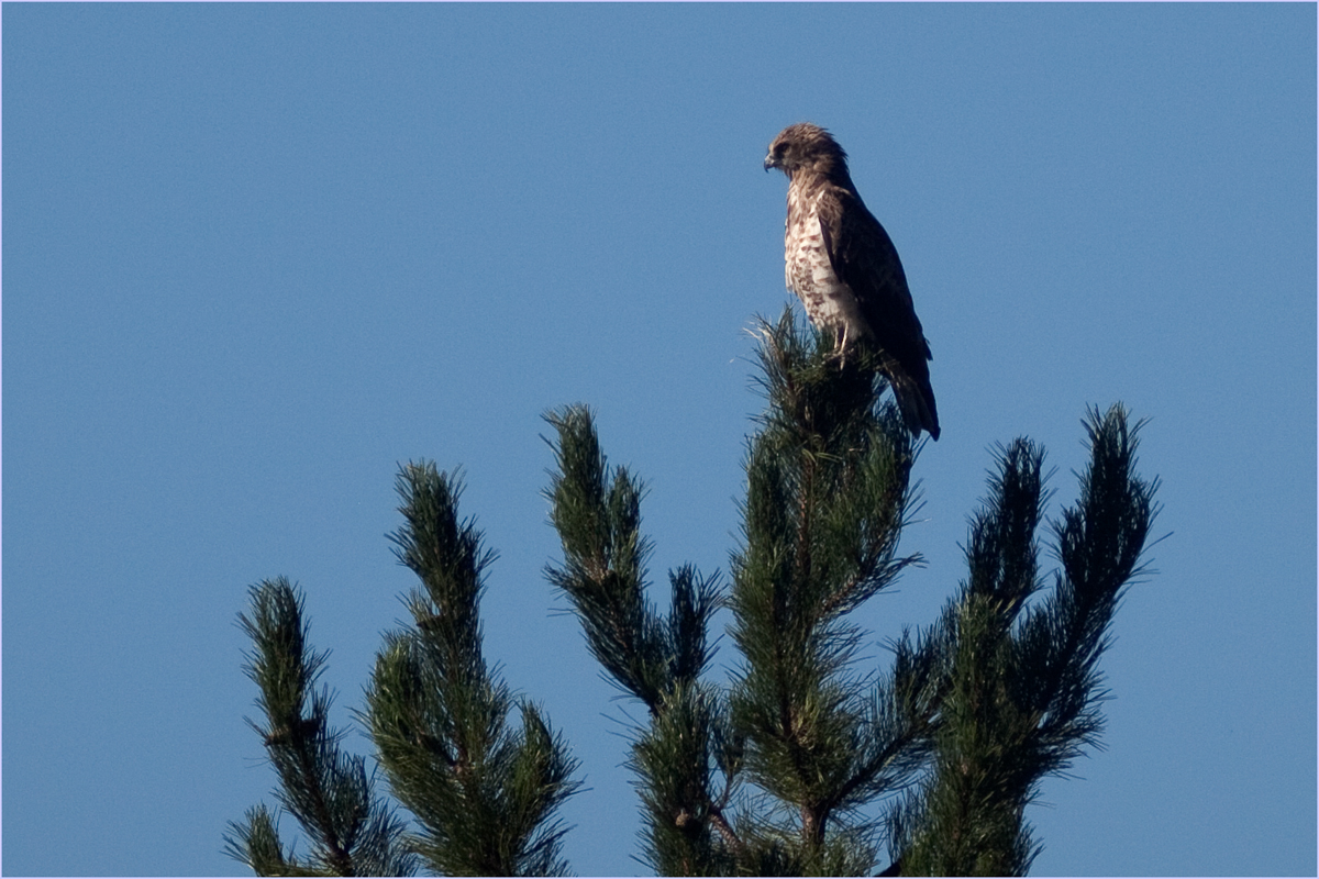 Schlangenadler in der Drome' Provence