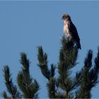 Schlangenadler in der Drome' Provence