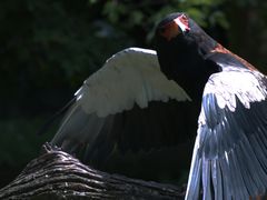 Schlangenadler in der Greifvogelvoliere des Berliner Tierparks