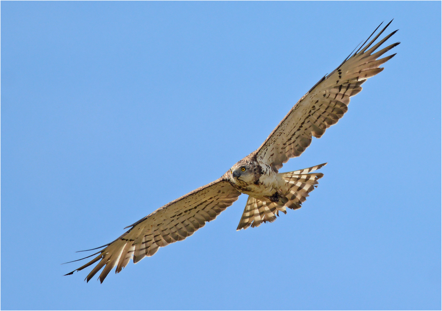 Schlangenadler mit Beute