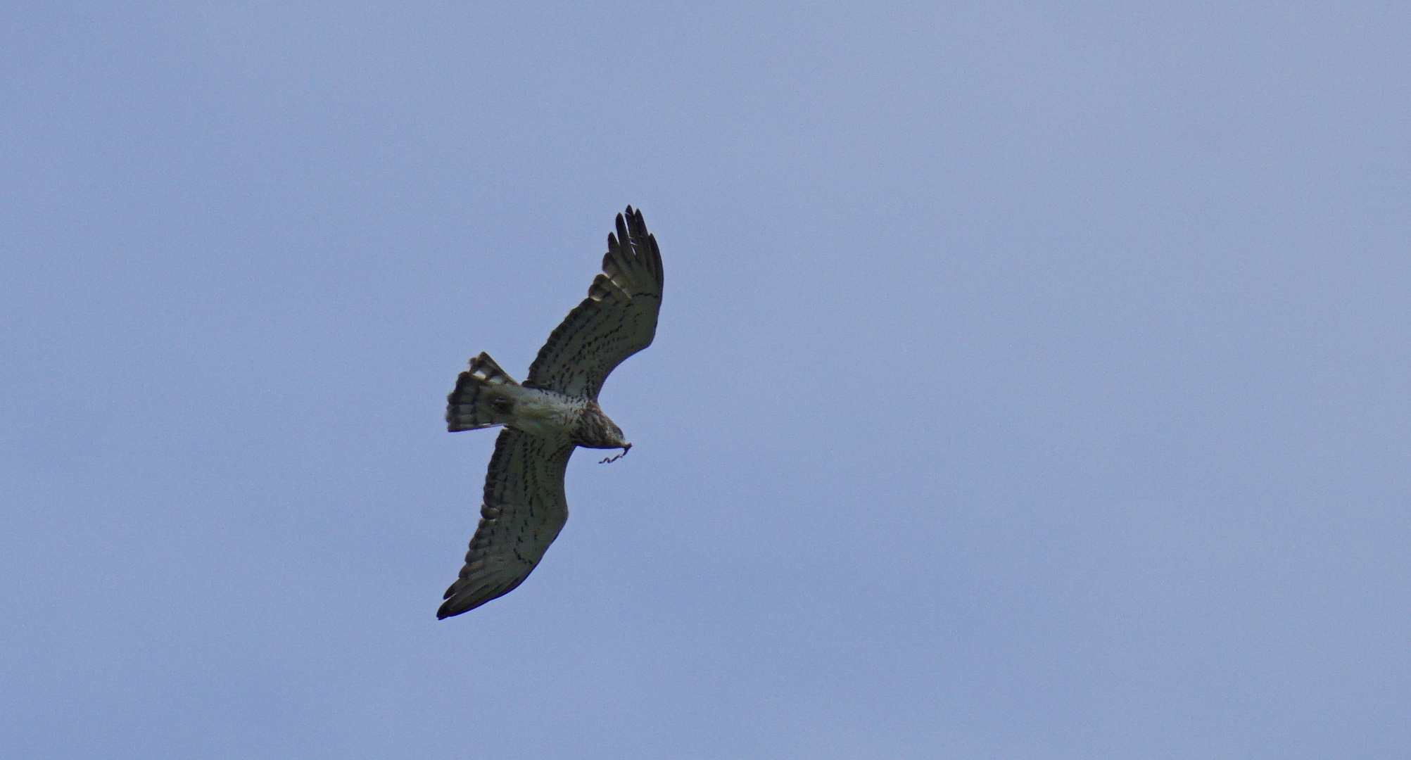 Schlangenadler mit Beute