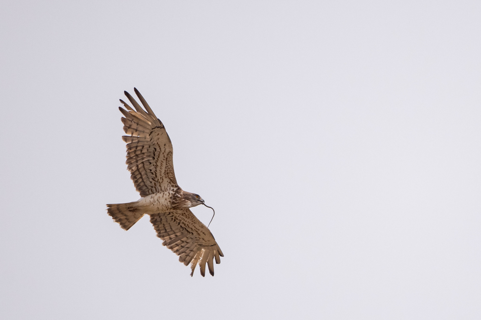 Schlangenadler mit Beute