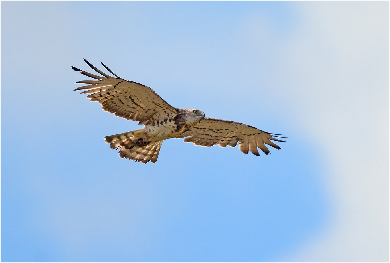 Schlangenadler mit erbeuteter Schlange