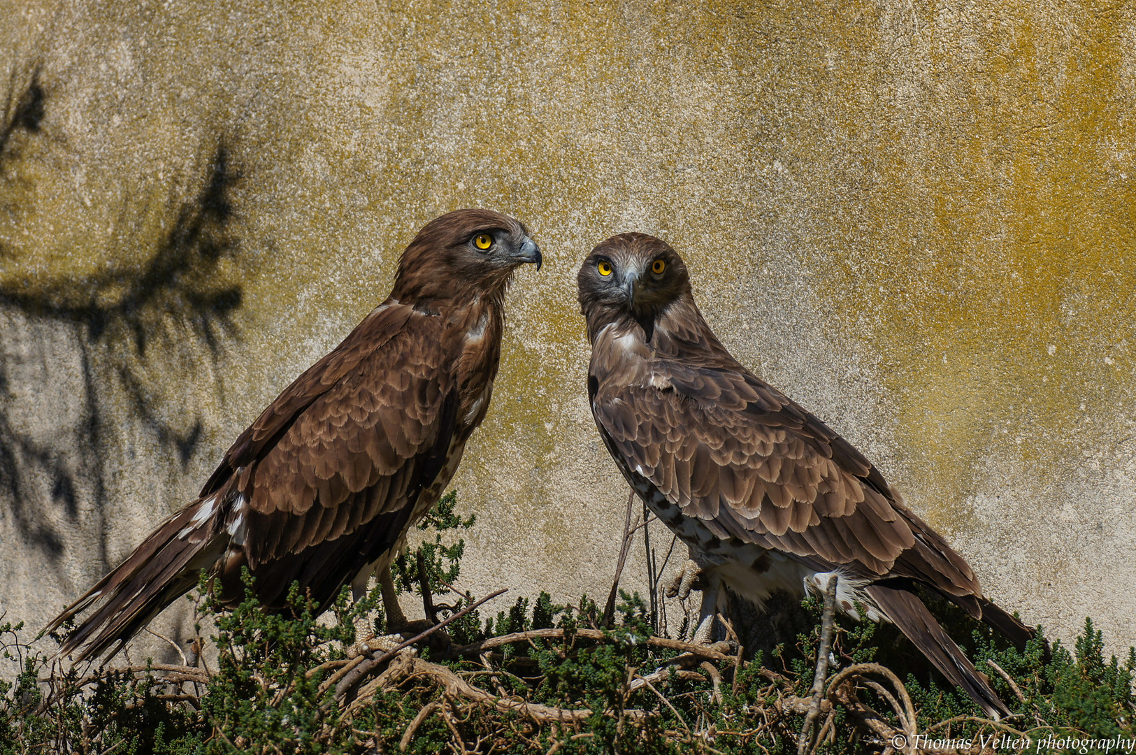 Schlangenadler - Pärchen