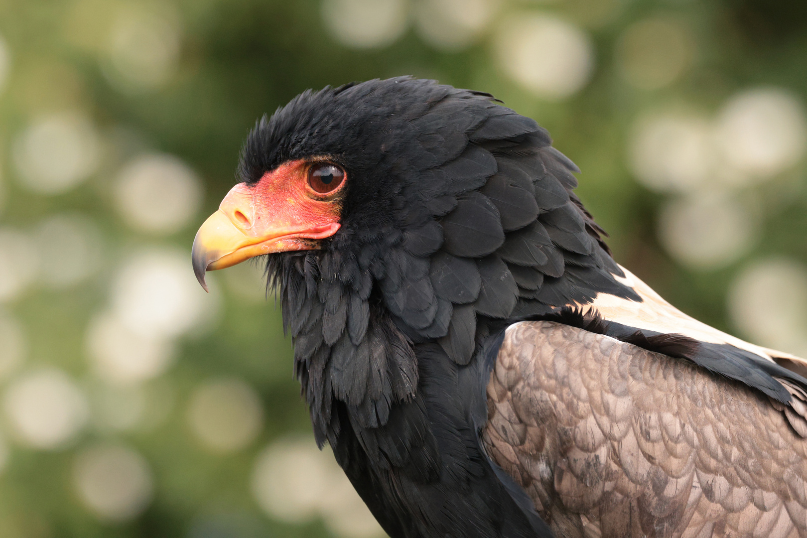 Schlangenadler, Porträt