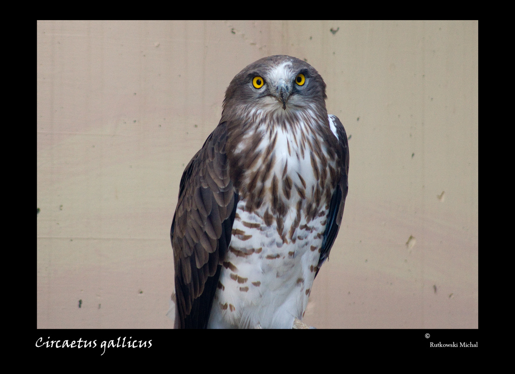 Schlangenadler - Zoo Schönbrunn