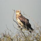 Schlangenadler(Digiscopy)