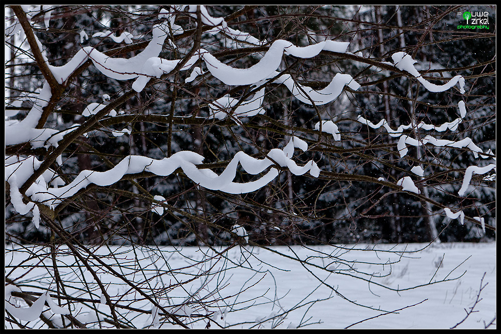 Schlangenbaum