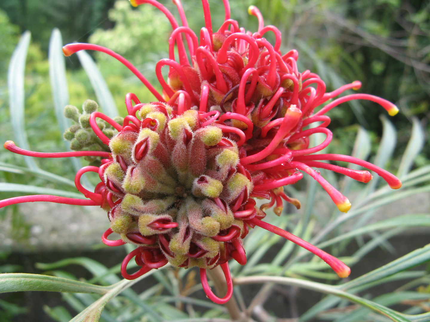 Schlangenblühte (Grevillea)