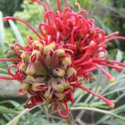 Schlangenblühte (Grevillea)