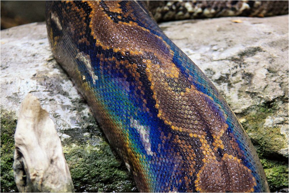 Schlangenfarben