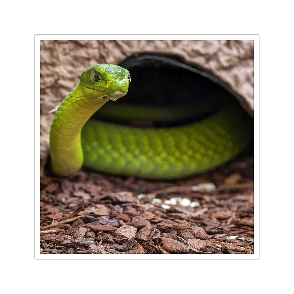 Schlangenfarm / Schladen " die grüne Mamba..."