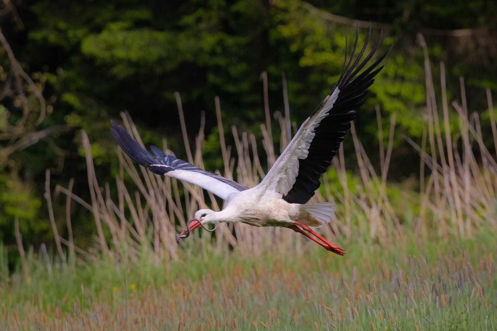 ~ SCHLANGENFLUG ~