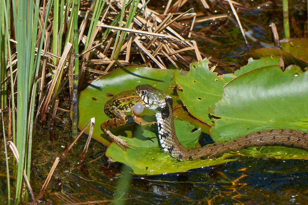 Schlangenfrass - Ringelnatter hat sich einen Teichfrosch geschnappt