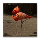 "Schlangenhals"-Flamingos